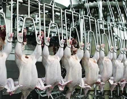chicken slaughtering equipment of automatic evisceration machine