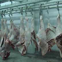 300 cattles per day meat processing equipment