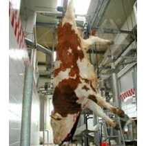 Cattle slaughter machine with 50 units per hour