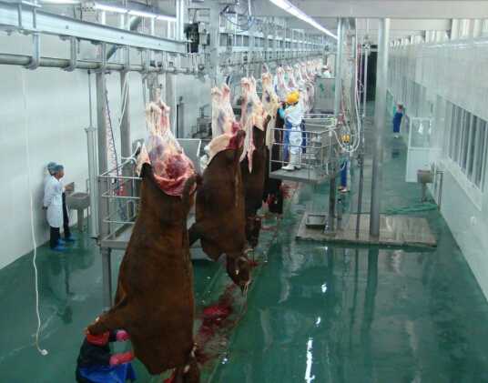 Halal Slaughtering Equipment Livestock of Cattle 