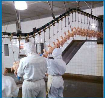 chicken slaughter line / chicken slaughterhouse equipment / halal / broiler chicken slaughter line 