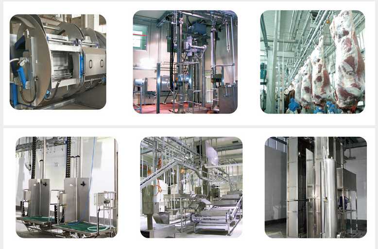 CATTLE SLAUGHTER LINE