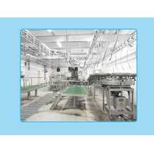 Pig Slaughter Equipment: Synchronous Sanitary Inspection 