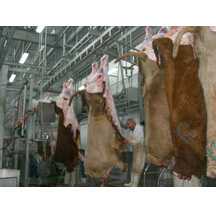 cattle slaughtering plant equipment 