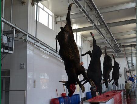 China Professional supplier Cattle Hide Pulling Equipment in Cattle Slaughter House
