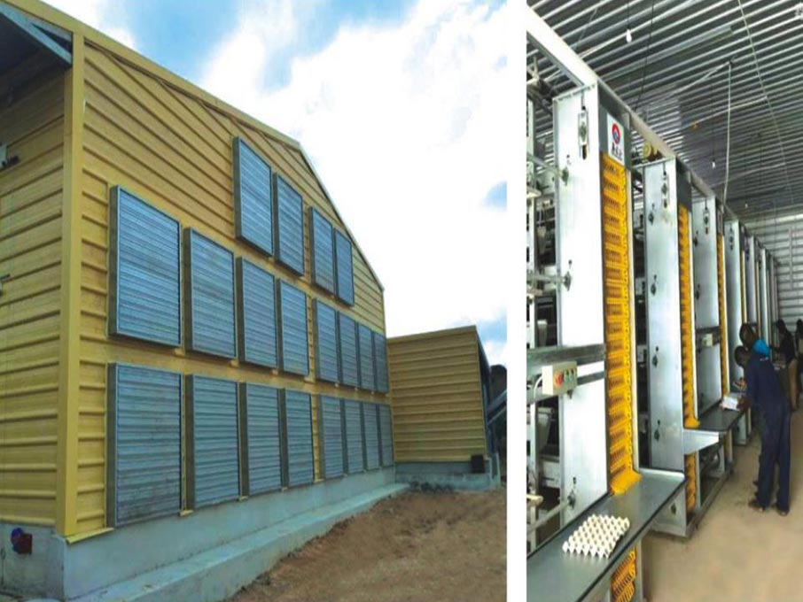 Hot Galvanized Automatic Chicken Cage/Poultry Farm House Design  custom steel structure chicken house  chicken house for sale